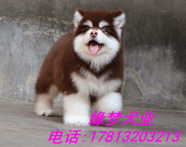 北京哪里卖阿拉斯加幼犬 熊版阿拉斯加幼犬出售