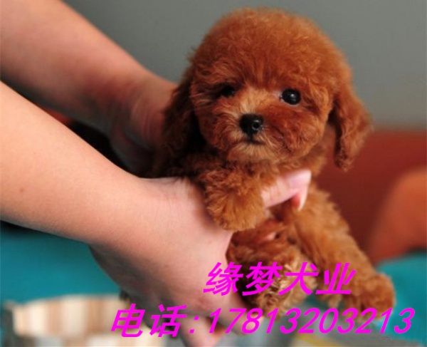 北京纯种茶杯泰迪价格 双血系茶杯泰迪幼犬出售