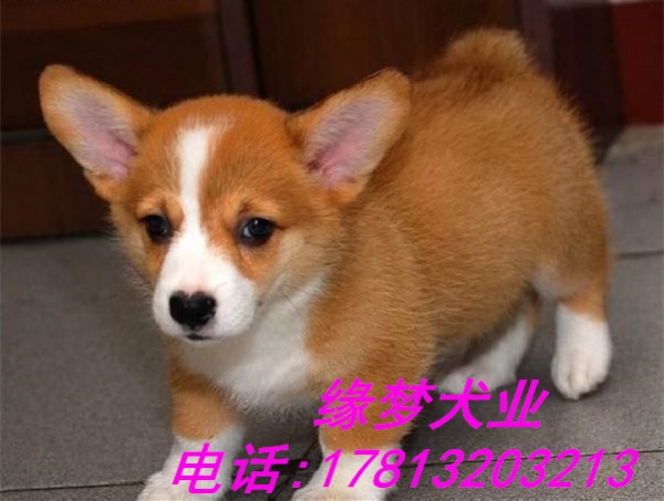 北京哪里出售纯种三色威尔士柯基幼犬北京两色柯基价格